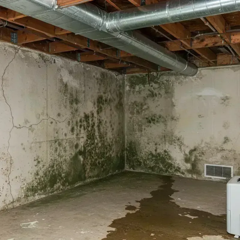 Professional Mold Removal in Mundelein, IL